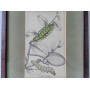 LISARS-CATERPILLAR OF S.CYNTHRA